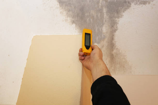 Best Mold Remediation for Healthcare Facilities  in Tekamah, NE