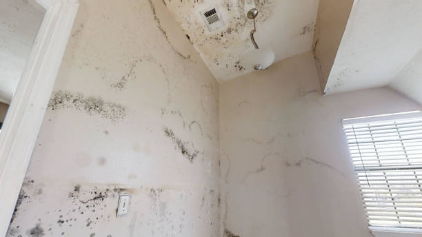 Best Mold Documentation for Insurance Claims  in Tekamah, NE