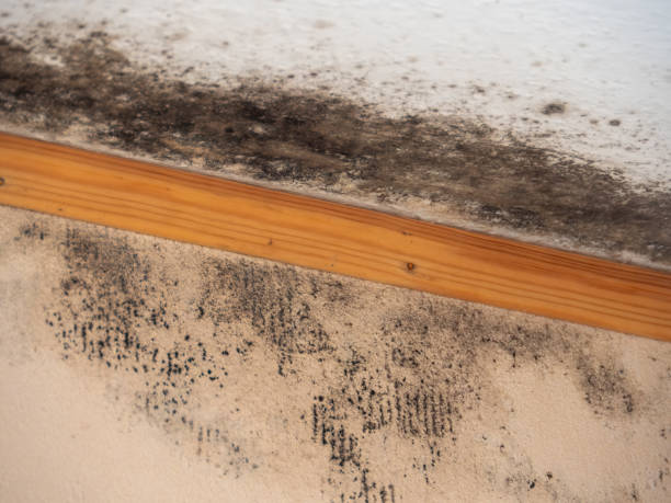 Asbestos and Lead Testing During Mold Inspection in Tekamah, NE