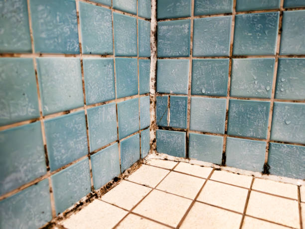 Best Comprehensive Air Testing for Mold Contaminants  in Tekamah, NE