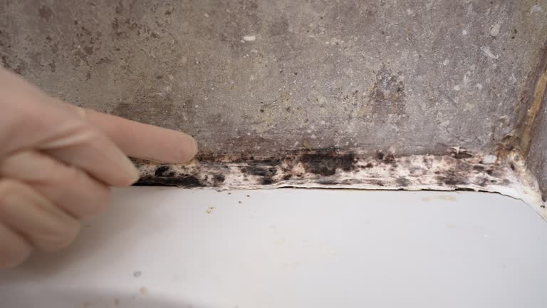 Best Crawl Space Mold Remediation  in Tekamah, NE