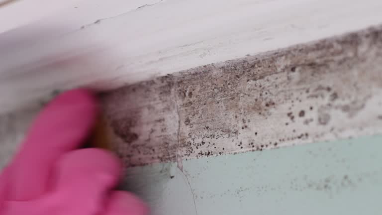Best Emergency Mold Remediation  in Tekamah, NE